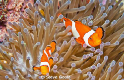 Two False Clownfish in their anemone, taken at Wakatobi, ... by Steve Gould 